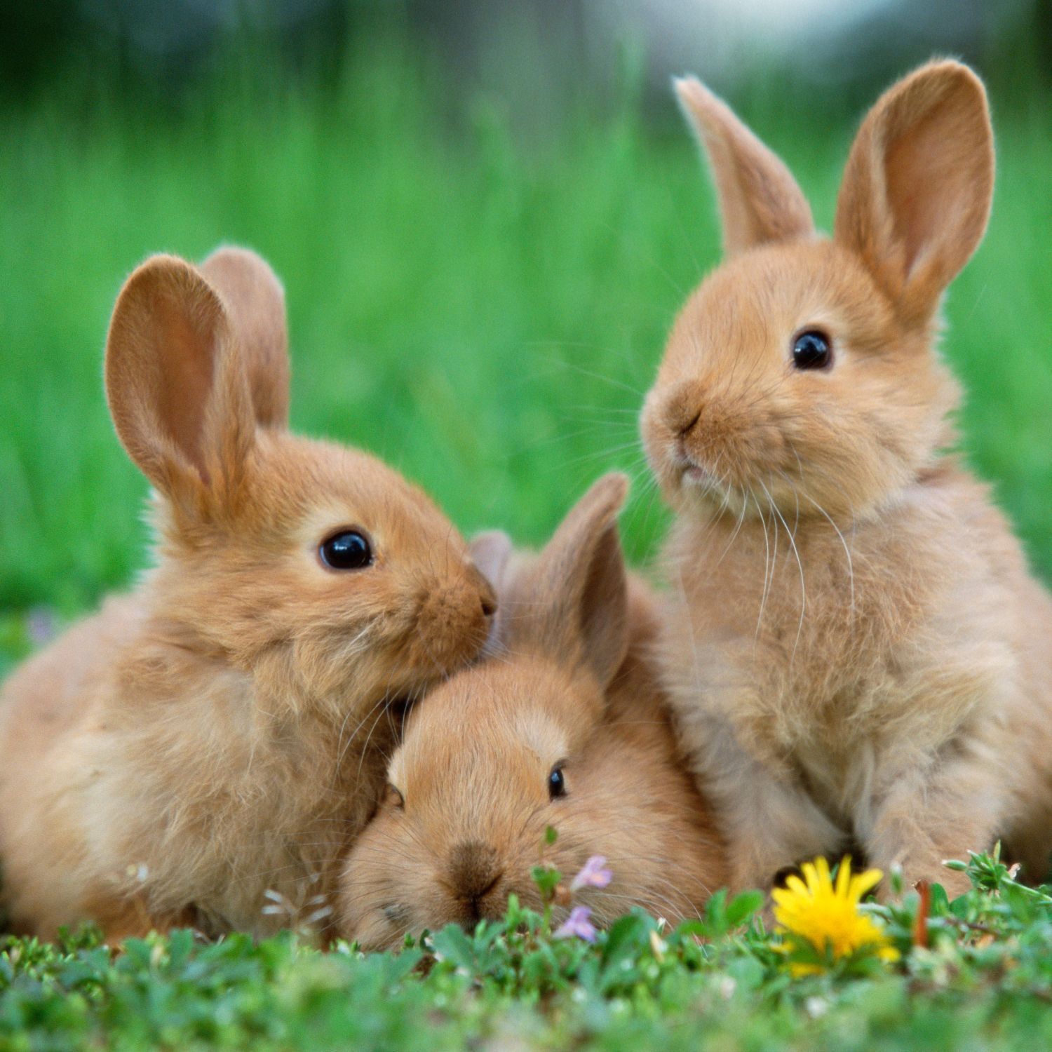 drei-kaninchen-sitzen-auf-einer-wiese