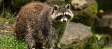 waschbaer in der Natur