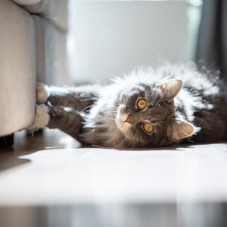 Graue Katze liegt seitlich auf dem Boden