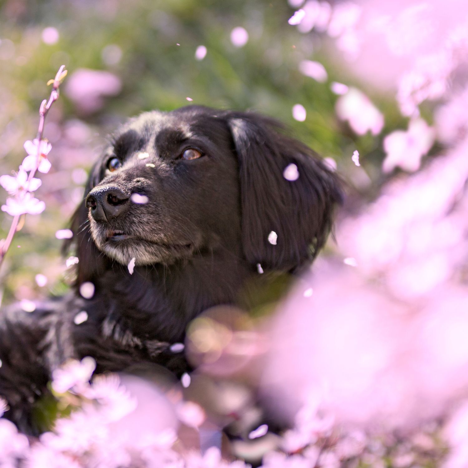 Hund steht in einem Blumenstrauch