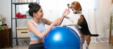Junge Frau trainiert mit ihrem Beagle-Hund zu Hause mit einem blauen Gymnastikball.