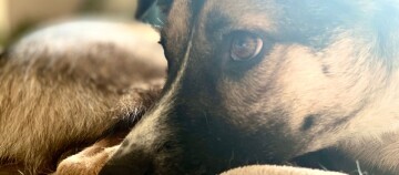 Nahaufnahme eines ruhenden Hundes mit braun-schwarzem Fell und aufmerksamem Blick