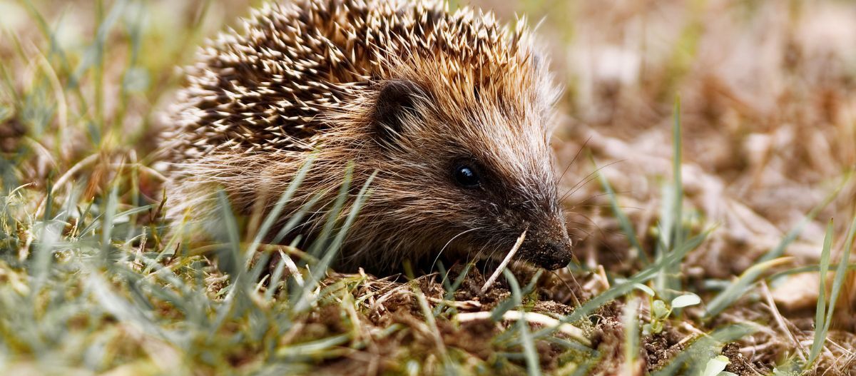 igel sitzt im gras