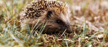igel sitzt im gras