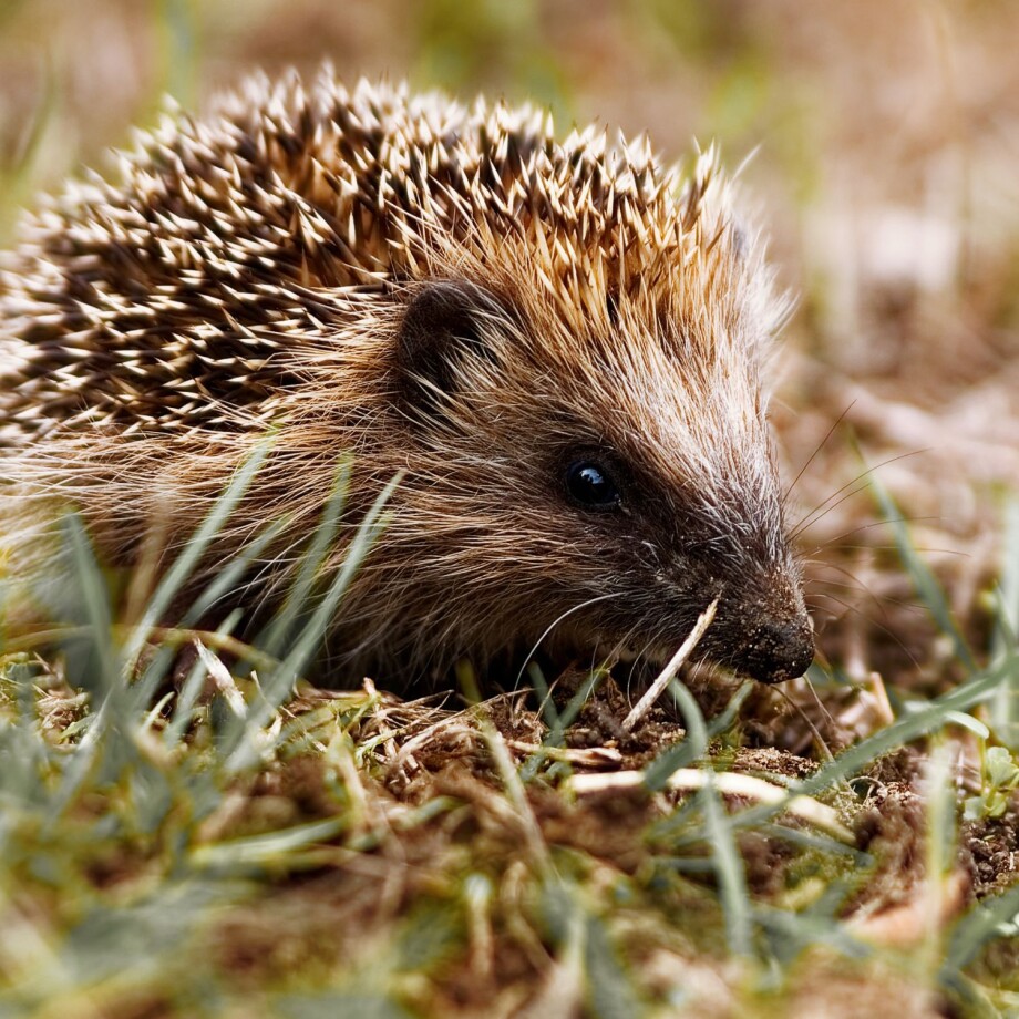 igel sitzt im gras