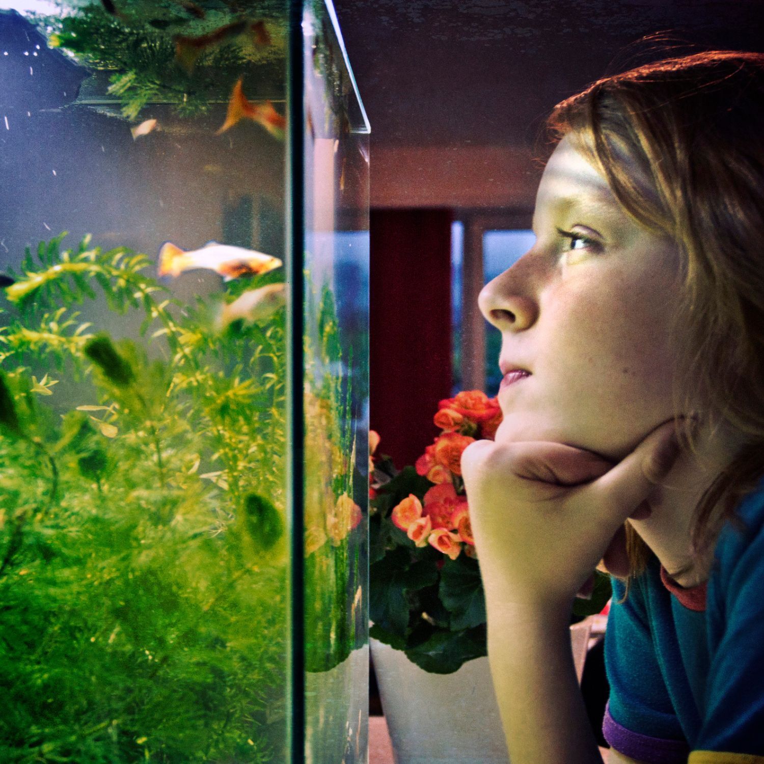 Junge beobachtet die Fische im Aquarium
