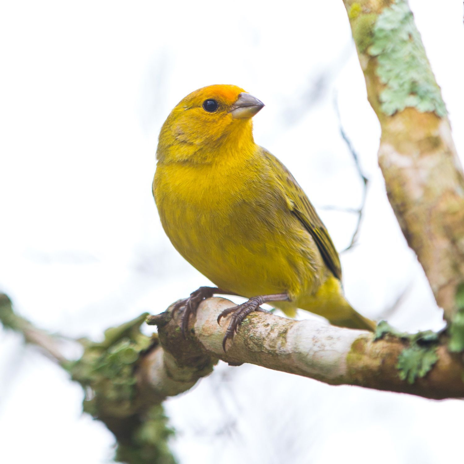 Gelber Kanarienvogel sitzt auf einem Baum
