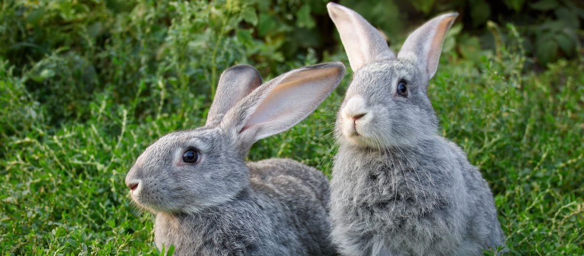 kaninchen-auf-wiese Zwei graue Kaninchen sitzen auf grünem Gras in einer natürlichen Umgebung