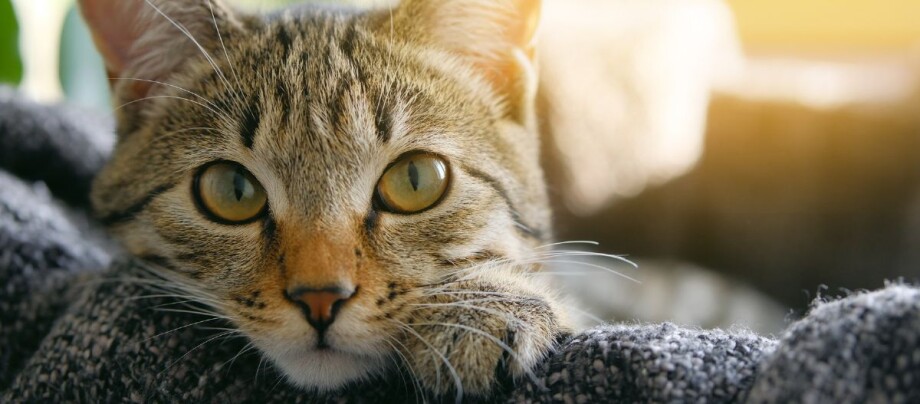 Katze liegt auf dem Sofa