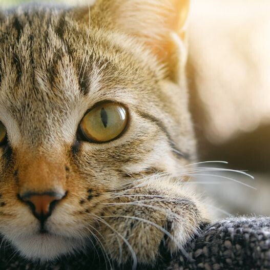 Katze bergibt sich  Ursachen und Abhilfe | FRESSNAPF