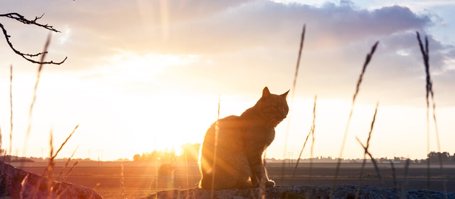 Katze vor Sonnenuntergang