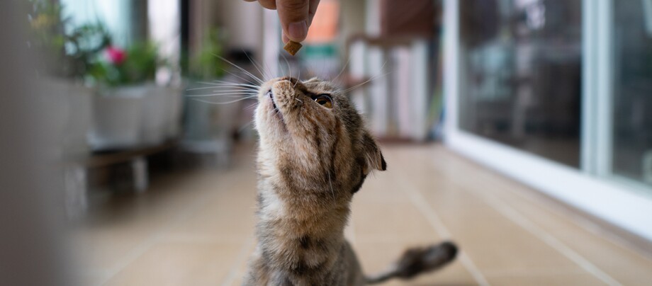 Eine Katze frisst einen Snack