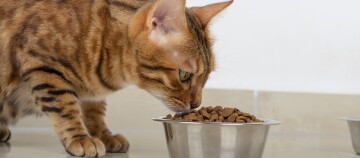 Eine Katze frisst aus einem Napf