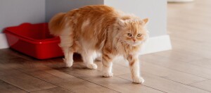 Flauschige orangefarbene Hauskatze läuft auf Holzboden neben rotem Katzenklo in modernem Zuhause
