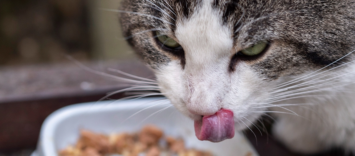 Nahaufnahme einer Katze, die sich die Nase leckt, mit grünem Blick und einem Futternapf im Hintergrund