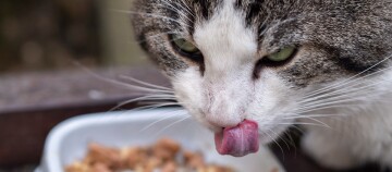 Katze frisst Nassfutter