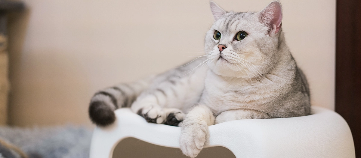 Entspannte Britisch-Kurzhaar-Katze mit grauem gestreiftem Fell liegt auf weißem Hocker im Innenraum