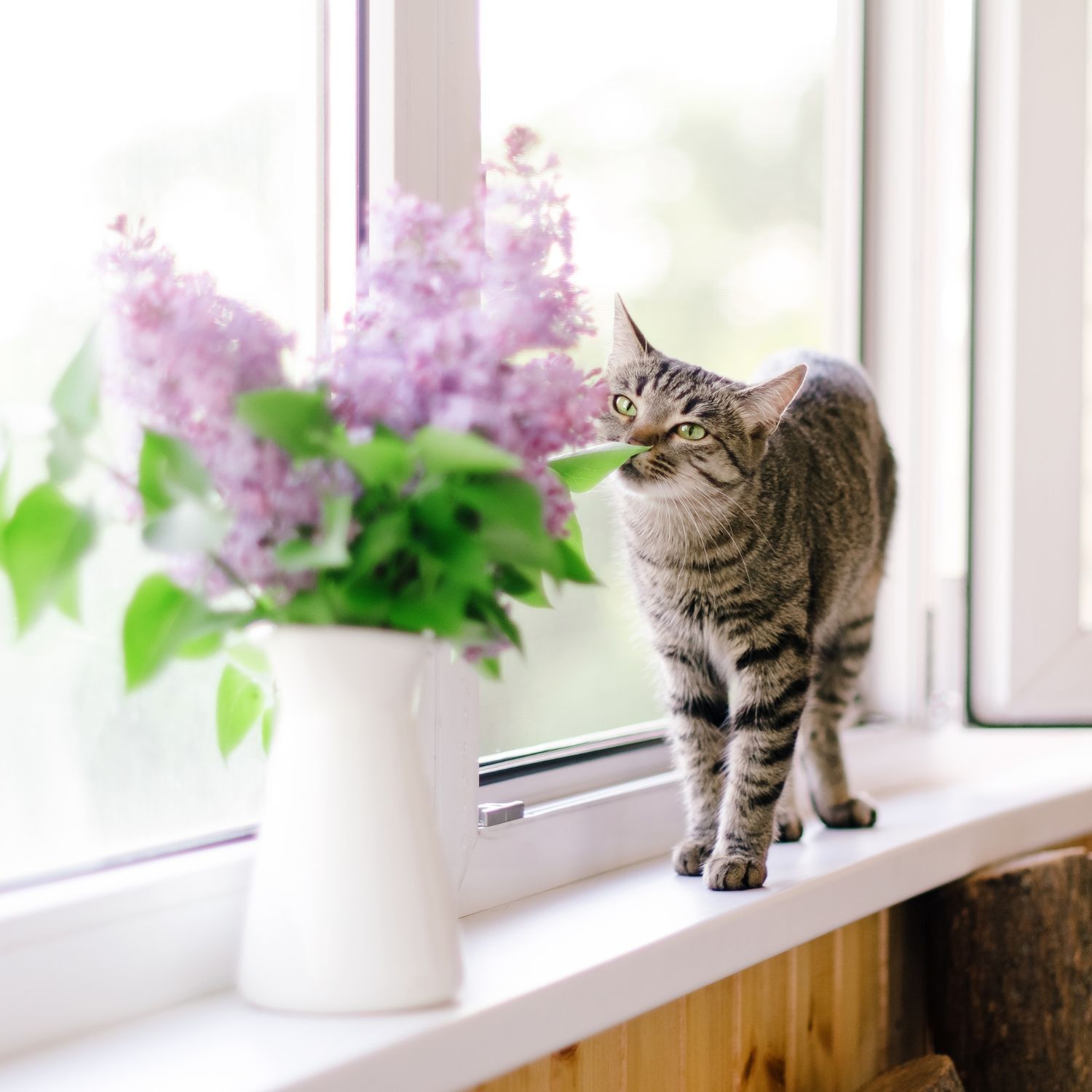 Katze steht auf der Fensterbank und riecht an Blumen