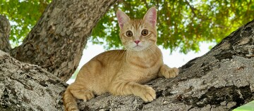 Eine Katze sitzt auf einem Baum