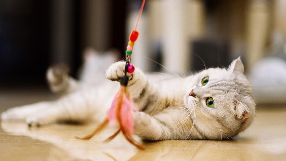 Katzenspielzeug selber machen: Kreative Ideen