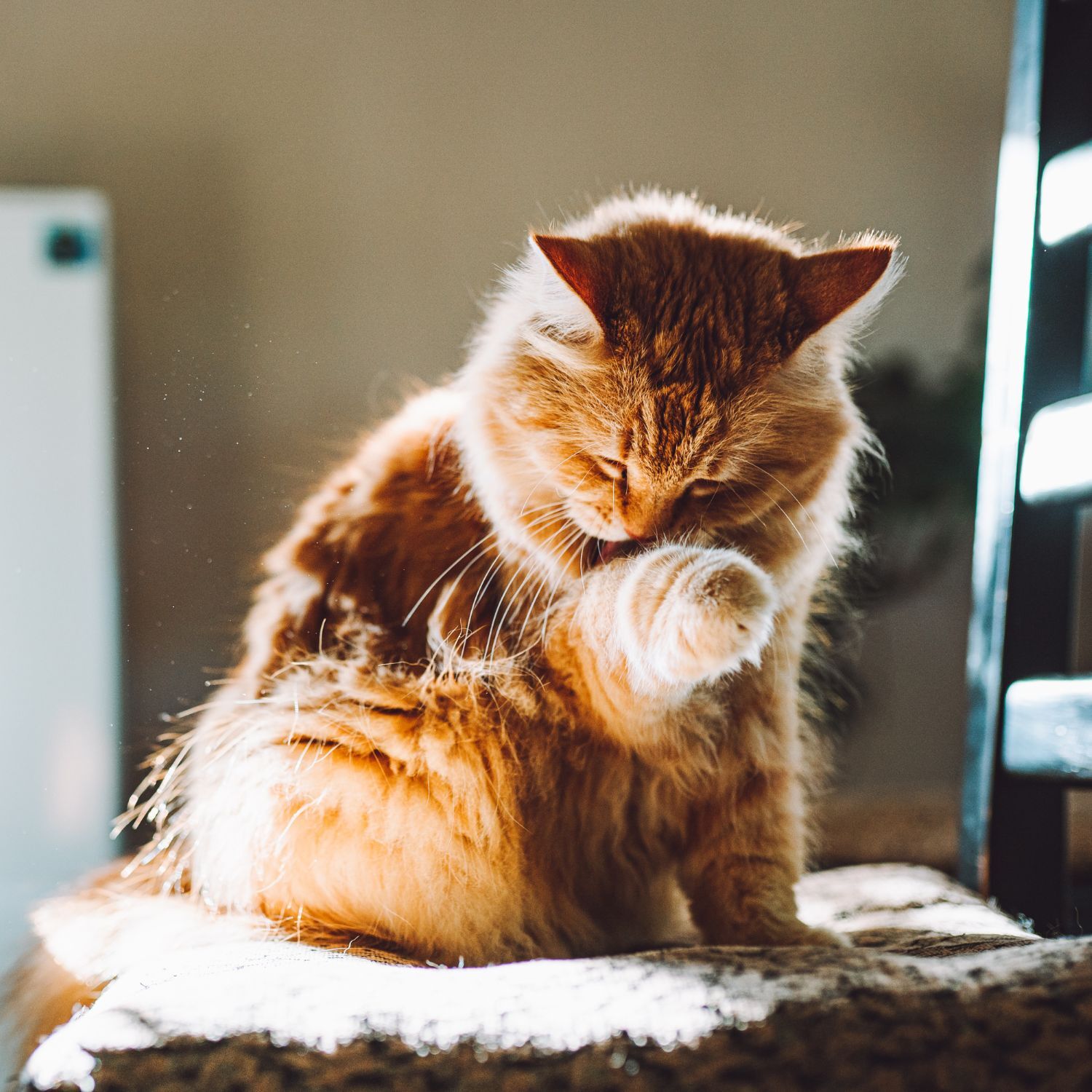 Orangene Katze leckt ihr Fell in der Sonne