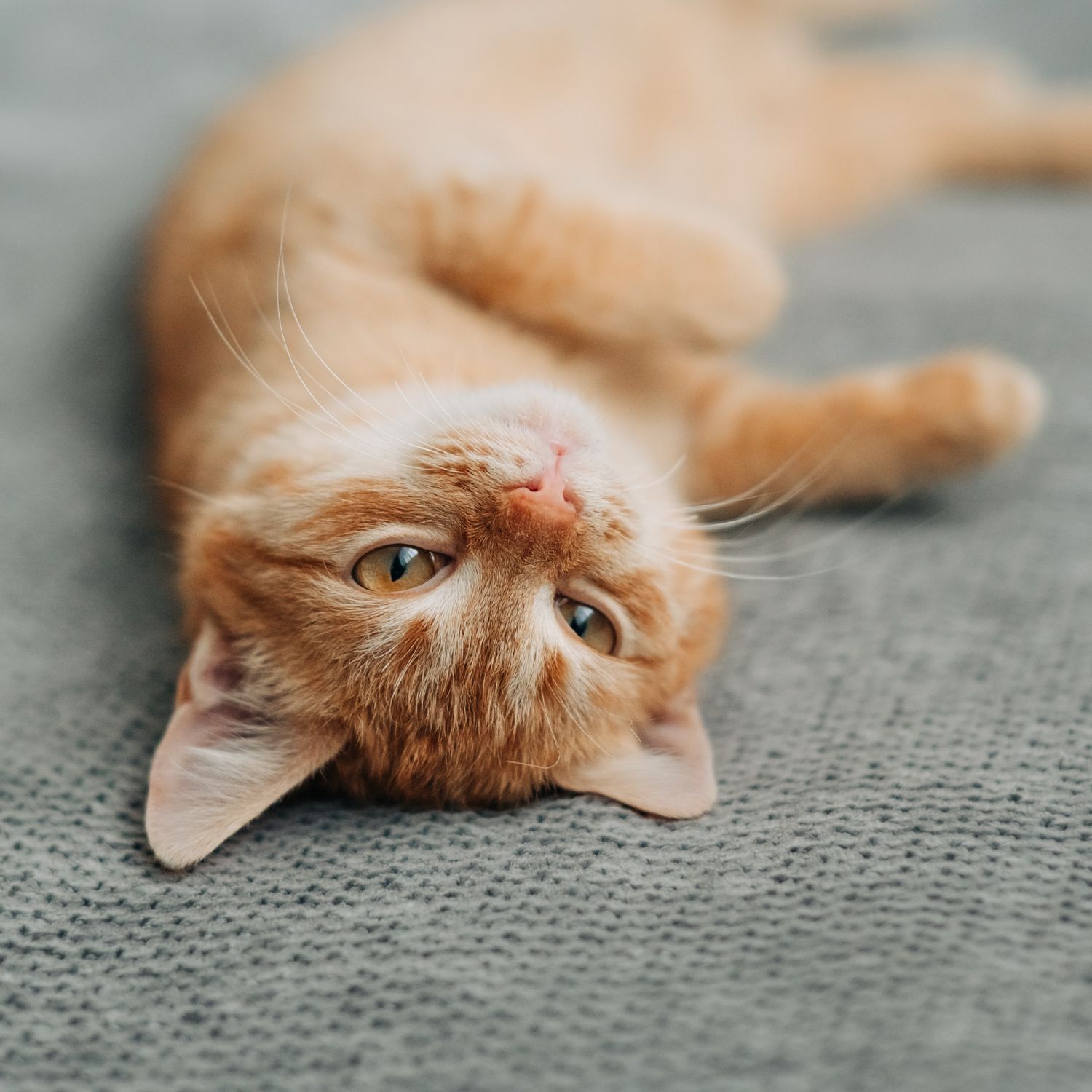 Niedliche orangefarbene Katze liegt entspannt auf dem Rücken auf einer grauen Decke