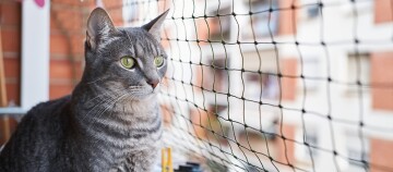 Gray tabby cat with green eyes sitting on a balcony looking through a safety net, with a brick residential building in the background.