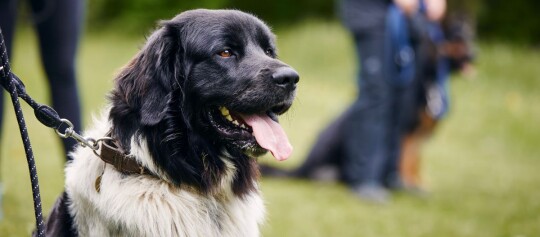 Großer schwarz-weißer Hund mit herausgestreckter Zunge an der Leine im Park, glücklicher Hund beim Spaziergang