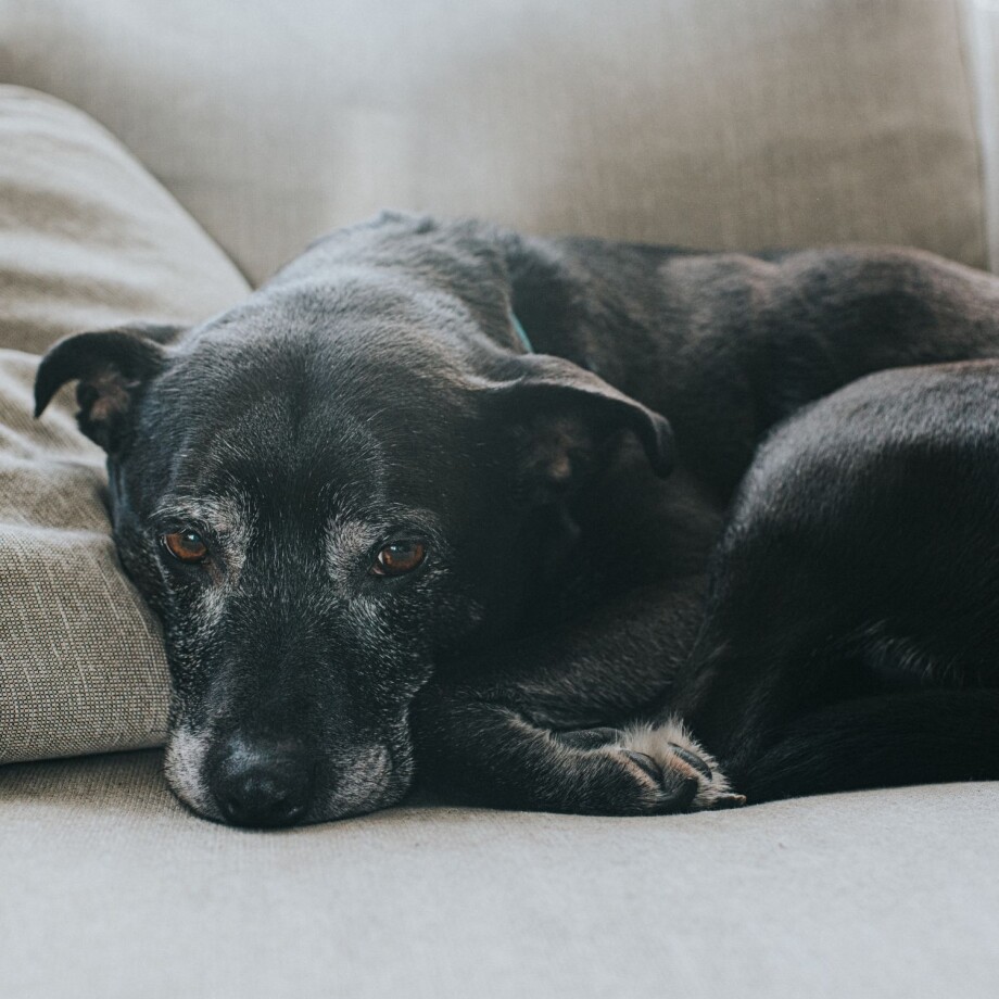 senioren-hund-liegt-auf-dem-sofa