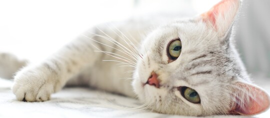 Nahaufnahme einer hellen Katze mit grünen Augen, die entspannt auf einer weichen Oberfläche liegt