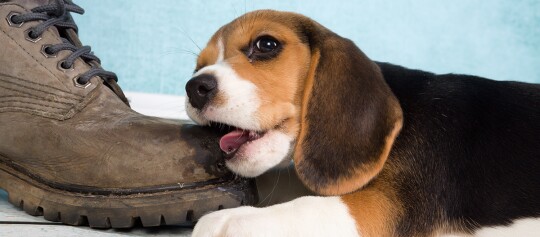Niedlicher Beagle-Welpe, der an der Spitze eines abgenutzten braunen Lederstiefels kaut