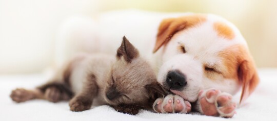 Schlafendes Kätzchen und Welpe liegen zusammen auf weißer Decke, süße Haustierfreundschaft