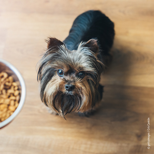 kleiner Hund vor einem Futternapf