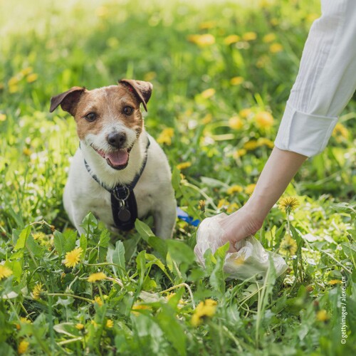 Kleiner Hund auf der Wiese