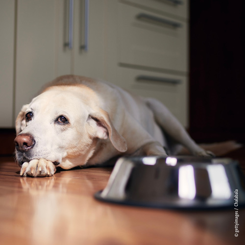 Labrador liegt neben einem Napf