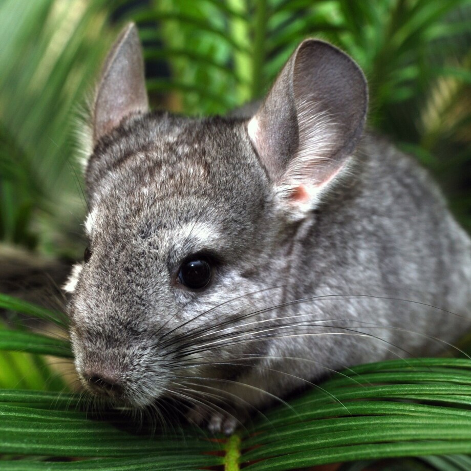 Chinchilla sitzt auf einem Blatt