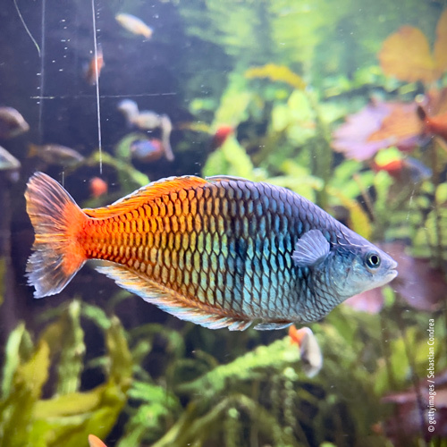 Orange Blauer Regenbogenfisch im Aquarium