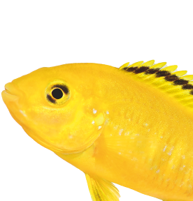 Pesca A Fondo Esche Piumate 10 Confezioni Esche Piumate Per Rockfish - Ami 5/0, Colori Rosso/giallo, Pesca Acqua Salata Esche Piuma Rock Cod 5/0 A 2 - Foto 5