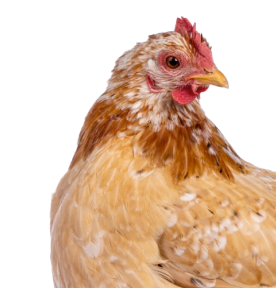 MOMENTS Adult Huhn mit Ente & Süßkartoffeln 12x70 g | FRESSNAPF