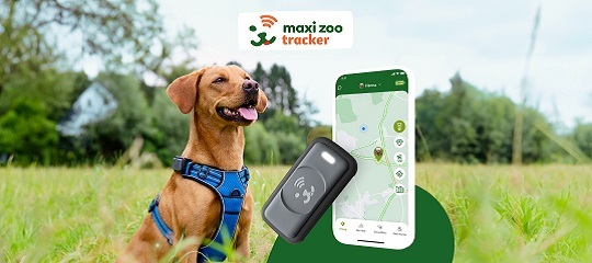 Chien marron heureux avec harnais bleu dans l’herbe, à côté d’un smartphone affichant l’application Maxi Zoo Tracker et un traceur GPS noir pour animaux.