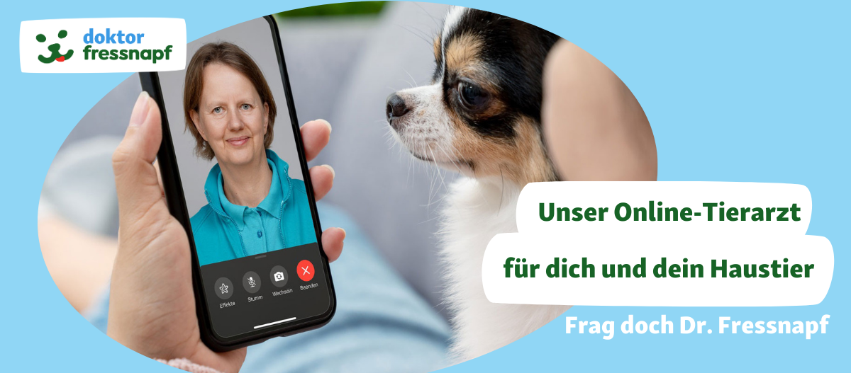 Online-Tierarzt Videoanruf mit Tierärztin und kleinem Hund für Haustierberatung bei Doktor Fressnapf