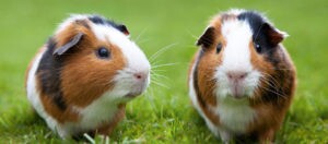 Zwei Meerschweinchen mit braun-weiß-schwarzem Fell sitzen auf grünem Gras und schauen neugierig.