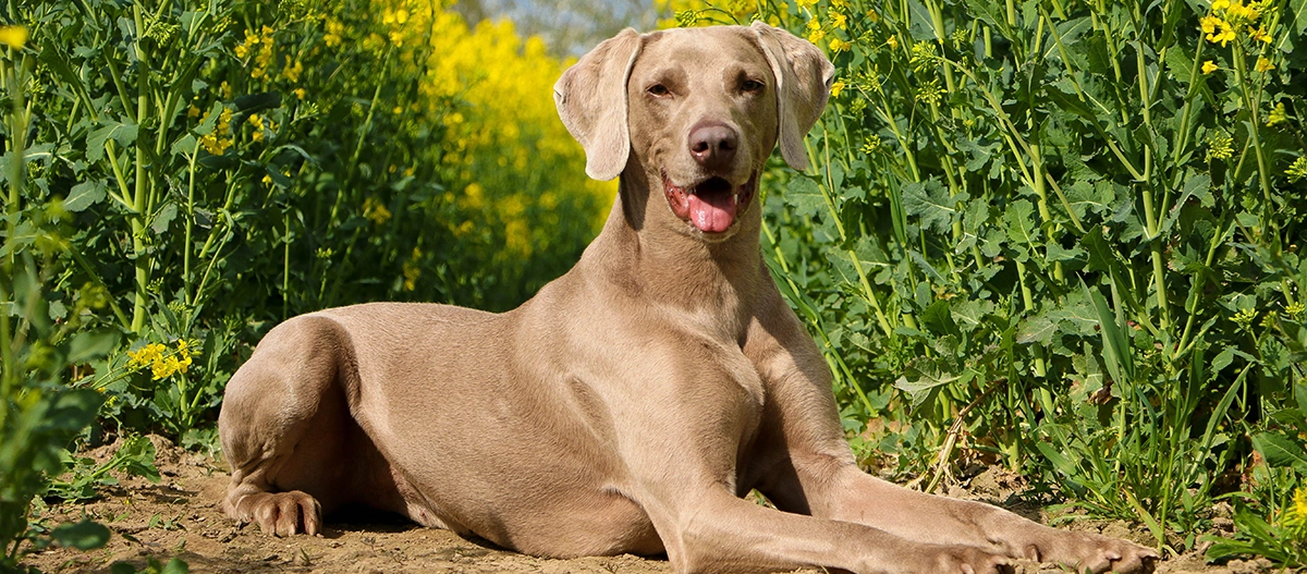Weimaraner Hund liegt entspannt auf einem Feldweg, umgeben von grünen Pflanzen und gelben Blumen