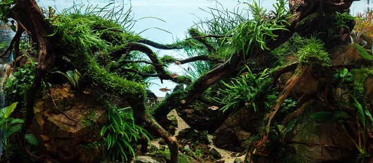 Natürliche Aquascape mit Treibholz, grünen Wasserpflanzen und kleinen Fischen in einem Aquarium
