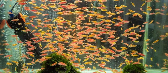Buntes Aquarium mit zahlreichen kleinen orange-gelben Fischen und grünen Wasserpflanzen