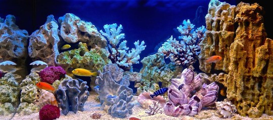 Buntes tropisches Aquarium mit verschiedenen Korallen und farbenfrohen tropischen Fischen in klarem Wasser