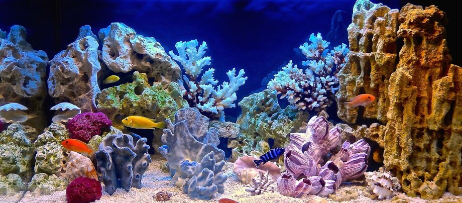 Aquarium mit Fischen und Pflanzen