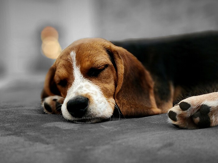 hundebett kudde von sabro Hundebett KUDDE veganes Kuschelfell: Orthopdisch & kuschelig
