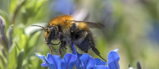 Nahaufnahme einer Biene auf einer leuchtend blauen Blume, die Nektar sammelt, mit detaillierten Haaren und Flügeln.