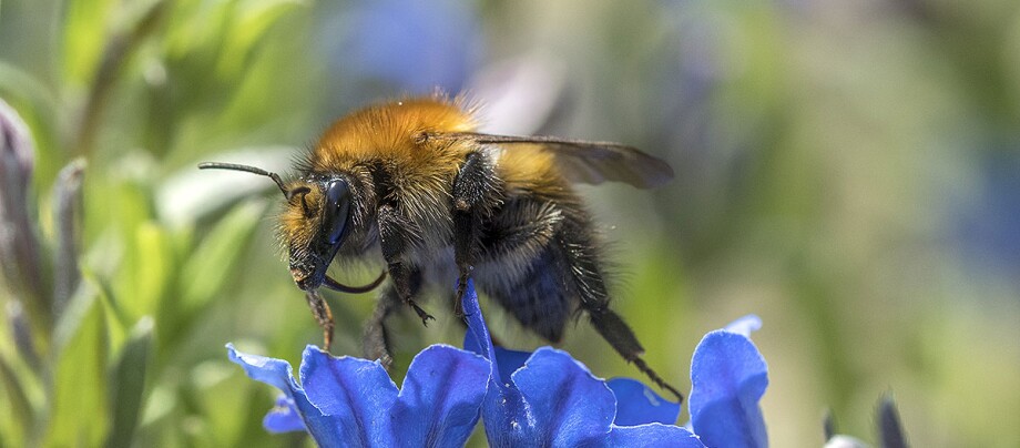 Biene sitzt in blauer Blumenblüte